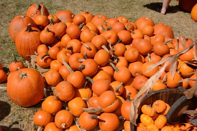 20151017_131353_D90_2141